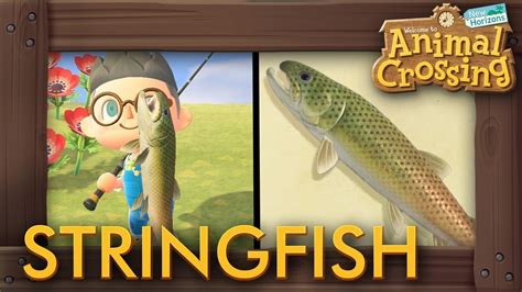 string fish|How to Catch Stringfish (15,000 Bells Fish) .